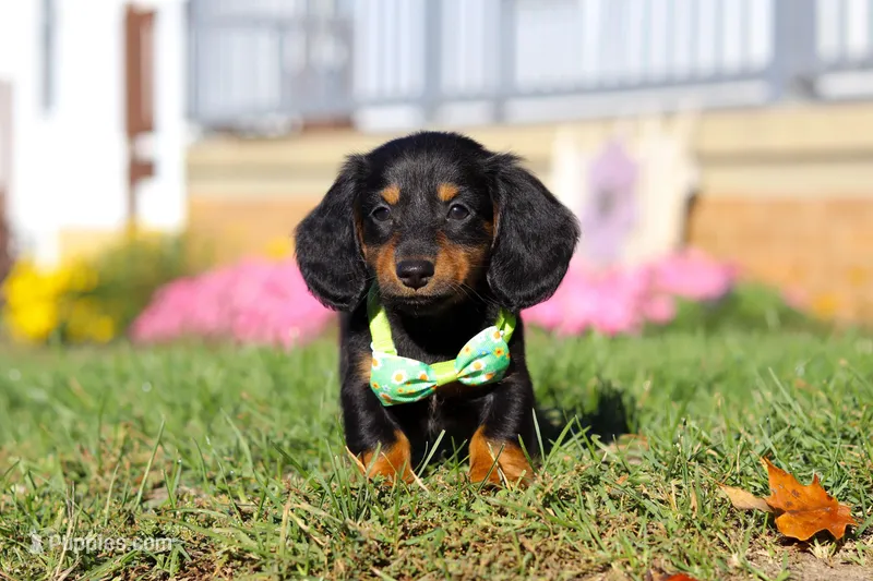 Buddy, a male Miniature Dachshund for sale in Millersburg, OH – Photo 1 of 9