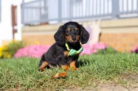 Buddy, a male Miniature Dachshund for sale in Millersburg, OH – Photo 4 of 9