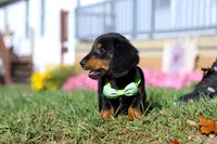 Buddy, a male Miniature Dachshund for sale in Millersburg, OH – Photo 9 of 9