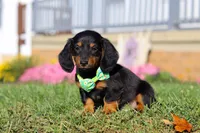 Buddy, a male Miniature Dachshund for sale in Millersburg, OH – Photo 3 of 9