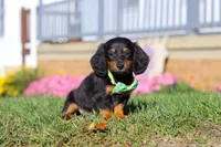 Buddy, a male Miniature Dachshund for sale in Millersburg, OH – Photo 2 of 9