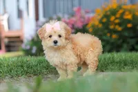 Haven, a female Maltipoo for sale in Millersburg, OH – 6 of 10