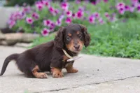 Olivia, a female Miniature Dachshund for sale in Millersburg, OH – 2 of 10