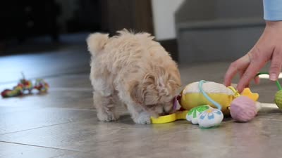 Lane, a male Maltipoo for sale in Millersburg, OH – 10 of 10