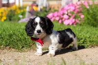 Kobe, a male Dachshund for sale in Millersburg, OH – 3 of 6