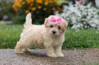 Brianna, a female Coton de Tulear and Poodle - Miniature  for sale in Millersburg, OH – 4 of 10