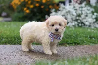 Riley, a male Coton de Tulear and Poodle - Miniature  for sale in Millersburg, OH – 5 of 7