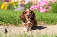 Benji, a male Dachshund for sale in Millersburg, OH – 4 of 5