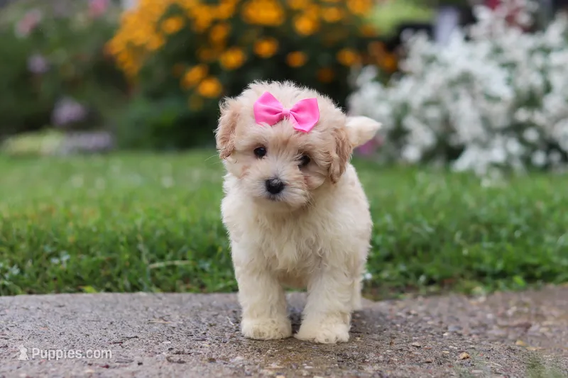 Brianna – Coton de Tulear, Poodle - Miniature  puppy for sale in Millersburg, OH