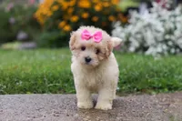 Brianna, a female Coton de Tulear and Poodle - Miniature  for sale in Millersburg, OH – 1 of 10