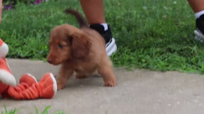 Grace, a female Miniature Dachshund for sale in Millersburg, OH – 6 of 10