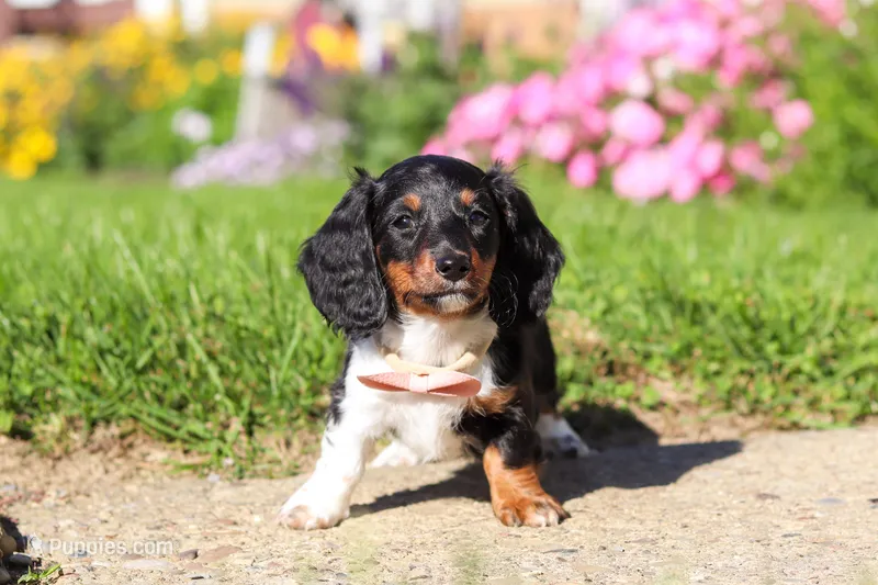 Poppy – Dachshund puppy for sale in Millersburg, OH