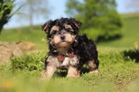 Scooby, a male Morkie for sale in Millersburg, OH – 7 of 8