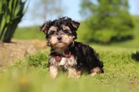 Scooby, a male Morkie for sale in Millersburg, OH – 6 of 8