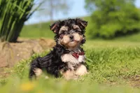 Scooby, a male Morkie for sale in Millersburg, OH – 4 of 8