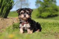Scooby, a male Morkie for sale in Millersburg, OH – 3 of 8