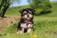 Scooby, a male Morkie for sale in Millersburg, OH – 2 of 8
