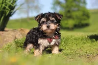 Scooby, a male Morkie for sale in Millersburg, OH – 5 of 8