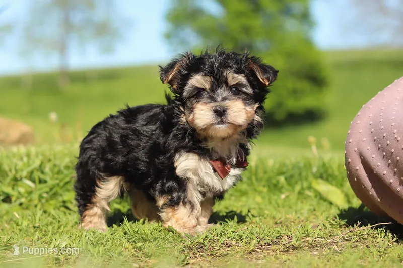 Scooby – Morkie puppy for sale in Millersburg, OH