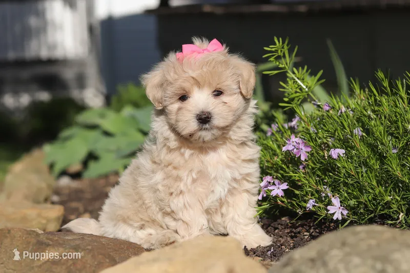 Cinnamon – Maltipoo puppy for sale in Millersburg, OH