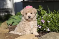 Cinnamon, a female Maltipoo for sale in Millersburg, OH – 1 of 10