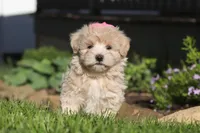 Cinnamon, a female Maltipoo for sale in Millersburg, OH – 6 of 10