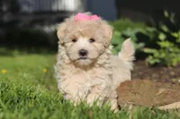 Cinnamon, a female Maltipoo for sale in Millersburg, OH – 8 of 10