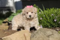 Cinnamon, a female Maltipoo for sale in Millersburg, OH – 9 of 10