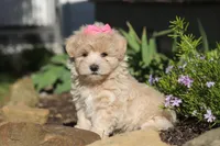 Cinnamon, a female Maltipoo for sale in Millersburg, OH – 5 of 10