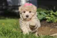 Cinnamon, a female Maltipoo for sale in Millersburg, OH – 2 of 10