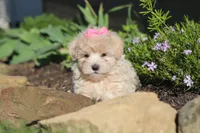 Cinnamon, a female Maltipoo for sale in Millersburg, OH – 3 of 10