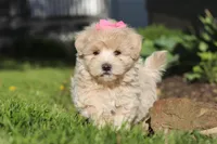 Cinnamon, a female Maltipoo for sale in Millersburg, OH – 7 of 10