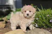 Cinnamon, a female Maltipoo for sale in Millersburg, OH – 4 of 10