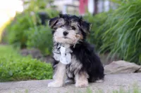 River, a male Morkie for sale in Millersburg, OH – 1 of 7