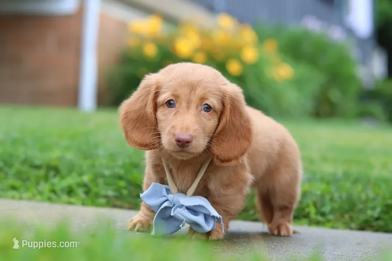Chance – Miniature Dachshund puppy for sale in Millersburg, OH