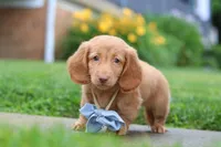 Chance, a male Miniature Dachshund for sale in Millersburg, OH – 1 of 8