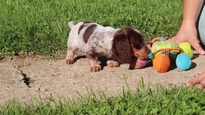 Sadie, a female Dachshund for sale in Millersburg, OH – 6 of 6
