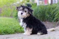 River, a male Morkie for sale in Millersburg, OH – 5 of 7