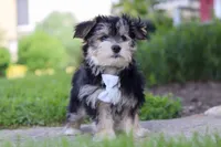 River, a male Morkie for sale in Millersburg, OH – 4 of 7