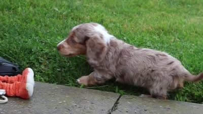 Ollie, a male Miniature Dachshund for sale in Millersburg, OH – 7 of 7