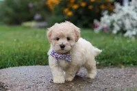Riley, a male Coton de Tulear and Poodle - Miniature  for sale in Millersburg, OH – 2 of 7