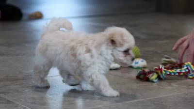 Ana, a female Maltipoo for sale in Millersburg, OH – 7 of 7