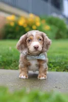 Ollie, a male Miniature Dachshund for sale in Millersburg, OH – 5 of 7