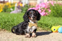 Daisy, a female Dachshund for sale in Millersburg, OH – 5 of 6