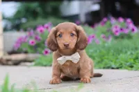 Grace, a female Miniature Dachshund for sale in Millersburg, OH – 5 of 10