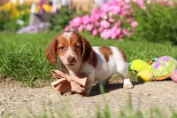 Maverick, a male Dachshund for sale in Millersburg, OH – 4 of 6