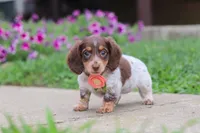Chloe, a female Miniature Dachshund for sale in Millersburg, OH – 3 of 7