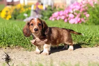 Benji, a male Dachshund for sale in Millersburg, OH – 3 of 5