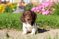 Chase, a male Dachshund for sale in Millersburg, OH – 3 of 6