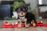 Bailey, a male Morkie for sale in Millersburg, OH – Photo 1 of 9
